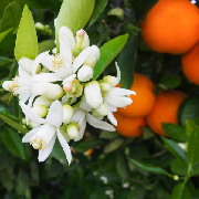 orange flower.jpg